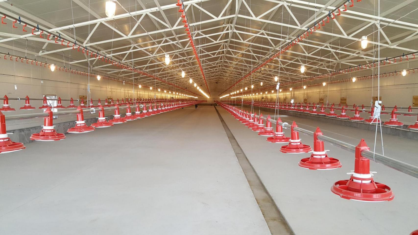The building dimension  (115 x 15 meters)  makes it very suitable for tunnel ventilation. Each building is equipped with 5 Valènta feeding lines and 6 drinking nipple lines.